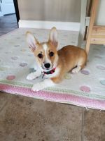 Pembroke Welsh Corgi Puppies for sale in Wentzville, MO, USA. price: NA