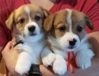 Pembroke Welsh Corgi Puppies for sale in LOS RANCHOS DE ABQ, NM 87114, USA. price: NA