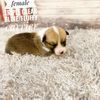 Pembroke Welsh Corgi Puppies for sale in Dallas, TX 75206, USA. price: NA