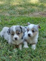 Pembroke Welsh Corgi Puppies for sale in Bradleyville, MO 65614, USA. price: NA