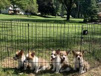 Pembroke Welsh Corgi Puppies for sale in Cleveland, OH, USA. price: NA