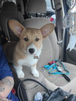 Pembroke Welsh Corgi Puppies for sale in West Haven, CT 06516, USA. price: NA