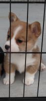 Pembroke Welsh Corgi Puppies for sale in Carnegie, OK 73015, USA. price: NA