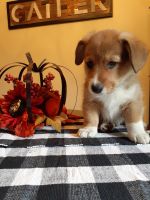Pembroke Welsh Corgi Puppies for sale in Post Falls, ID 83854, USA. price: NA