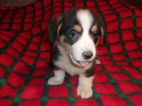 Pembroke Welsh Corgi Puppies for sale in Marshall, MN 56258, USA. price: NA