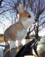 Pembroke Welsh Corgi Puppies for sale in Clifton, NJ, USA. price: NA