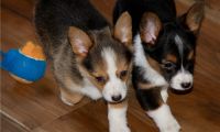 Pembroke Welsh Corgi Puppies for sale in Goodyear, AZ 85338, USA. price: NA