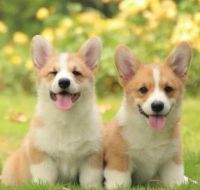 Pembroke Welsh Corgi Puppies for sale in Brookline, MA, USA. price: NA