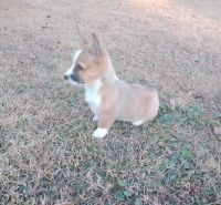 Pembroke Welsh Corgi Puppies for sale in Beulaville, NC 28518, USA. price: NA