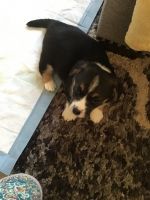 Pembroke Welsh Corgi Puppies for sale in East Lyme, CT, USA. price: NA