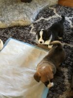 Pembroke Welsh Corgi Puppies for sale in East Lyme, CT, USA. price: NA