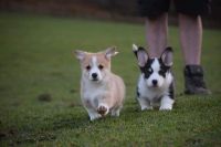 Pembroke Welsh Corgi Puppies for sale in Dallas, TX, USA. price: NA