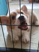 Pembroke Welsh Corgi Puppies for sale in Queens, NY, USA. price: NA