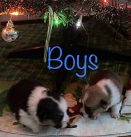 Pembroke Welsh Corgi Puppies for sale in Charlevoix, MI 49720, USA. price: NA