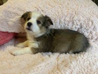 Pembroke Welsh Corgi Puppies for sale in Jasper, AR 72641, USA. price: NA