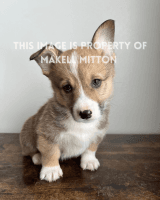 Pembroke Welsh Corgi Puppies for sale in Hyrum, UT 84319, USA. price: NA