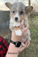 Pembroke Welsh Corgi Puppies for sale in Texarkana, TX, USA. price: NA