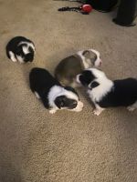 Pembroke Welsh Corgi Puppies for sale in Vista, CA 92084, USA. price: NA