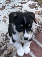 Pembroke Welsh Corgi Puppies for sale in Hollywood, SC, USA. price: NA