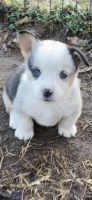 Pembroke Welsh Corgi Puppies for sale in Mt Pleasant, TX 75455, USA. price: NA