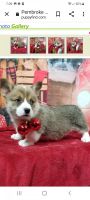 Pembroke Welsh Corgi Puppies for sale in Orland, IN 46776, USA. price: NA