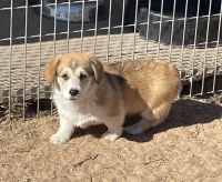 Pembroke Welsh Corgi Puppies for sale in Bridgeport, TX 76426, USA. price: NA