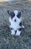Pembroke Welsh Corgi Puppies for sale in Maryville, MO 64468, USA. price: NA