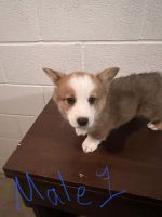 Pembroke Welsh Corgi Puppies for sale in Glasgow, KY 42141, USA. price: NA