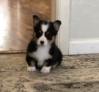Pembroke Welsh Corgi Puppies for sale in Fritch, TX 79036, USA. price: NA