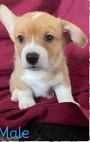 Pembroke Welsh Corgi Puppies for sale in Davenport, IA, USA. price: NA