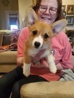 Pembroke Welsh Corgi Puppies for sale in Tyler, TX, USA. price: NA