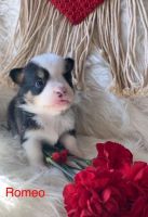 Pembroke Welsh Corgi Puppies for sale in Hillsville, VA 24343, USA. price: NA