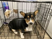 Pembroke Welsh Corgi Puppies for sale in Westminster, CO, USA. price: NA