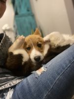 Pembroke Welsh Corgi Puppies for sale in Cassville, MO 65625, USA. price: NA