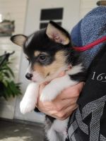 Pembroke Welsh Corgi Puppies for sale in CHAMPIONS GT, FL 33896, USA. price: NA