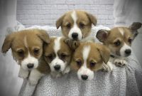 Pembroke Welsh Corgi Puppies for sale in Tolland County, CT, USA. price: NA