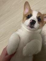 Pembroke Welsh Corgi Puppies for sale in Columbia, MD, USA. price: NA