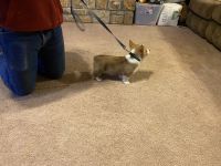 Pembroke Welsh Corgi Puppies for sale in Holden, MO 64040, USA. price: NA