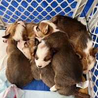 Pembroke Welsh Corgi Puppies for sale in Tucson, AZ, USA. price: NA
