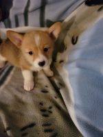 Pembroke Welsh Corgi Puppies for sale in Clover, SC 29710, USA. price: NA
