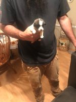 Pembroke Welsh Corgi Puppies for sale in Shallotte, NC, USA. price: NA