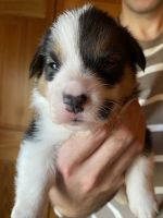 Pembroke Welsh Corgi Puppies for sale in Roberts, MT 59070, USA. price: NA