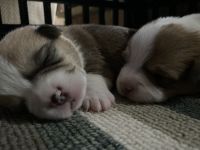 Pembroke Welsh Corgi Puppies for sale in Vandalia, MI 49095, USA. price: NA