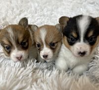 Pembroke Welsh Corgi Puppies for sale in Lester Prairie, MN 55354, USA. price: NA