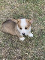 Pembroke Welsh Corgi Puppies for sale in Weatherford, TX, USA. price: NA