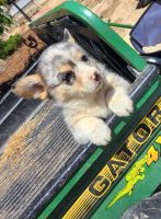 Pembroke Welsh Corgi Puppies for sale in Commerce, GA, USA. price: NA