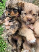 Shorkie Puppies for sale in Cabool, MO 65689, USA. price: NA