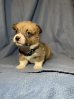 Pembroke Welsh Corgi Puppies for sale in 2969 Hatcher Valley Rd, Cave City, KY 42127, USA. price: NA