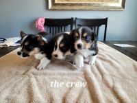 Pembroke Welsh Corgi Puppies for sale in Red Bluff, CA 96080, USA. price: NA
