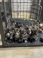 Pembroke Welsh Corgi Puppies for sale in Diamond Bar, CA, USA. price: NA